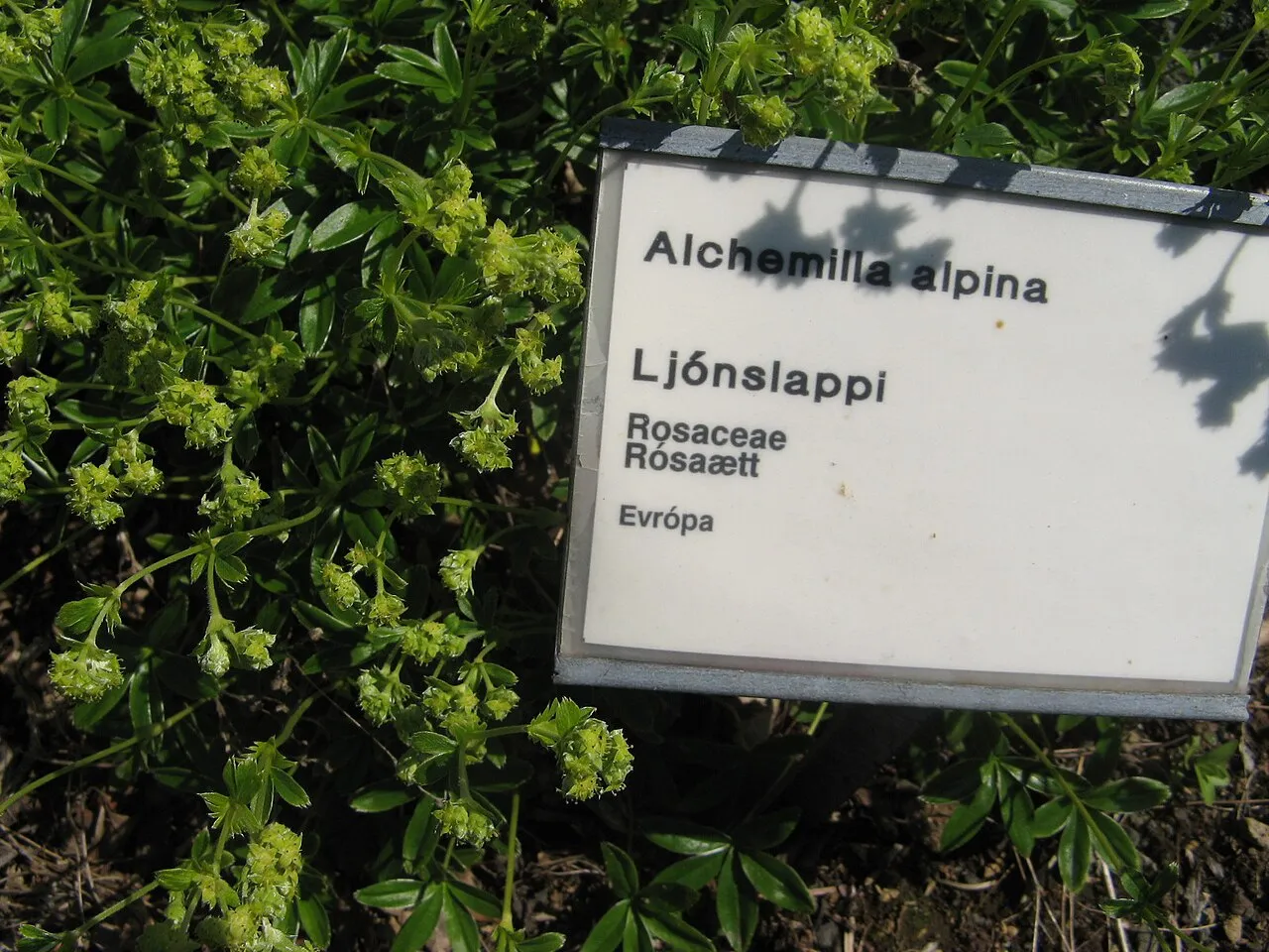 Reykjavík Botanical Garden