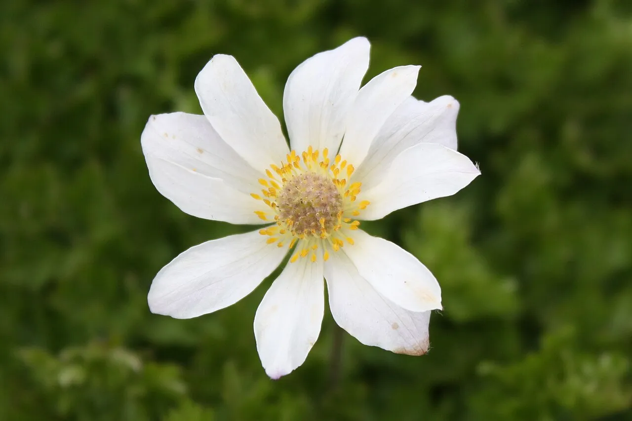 Reykjavík Botanical Garden