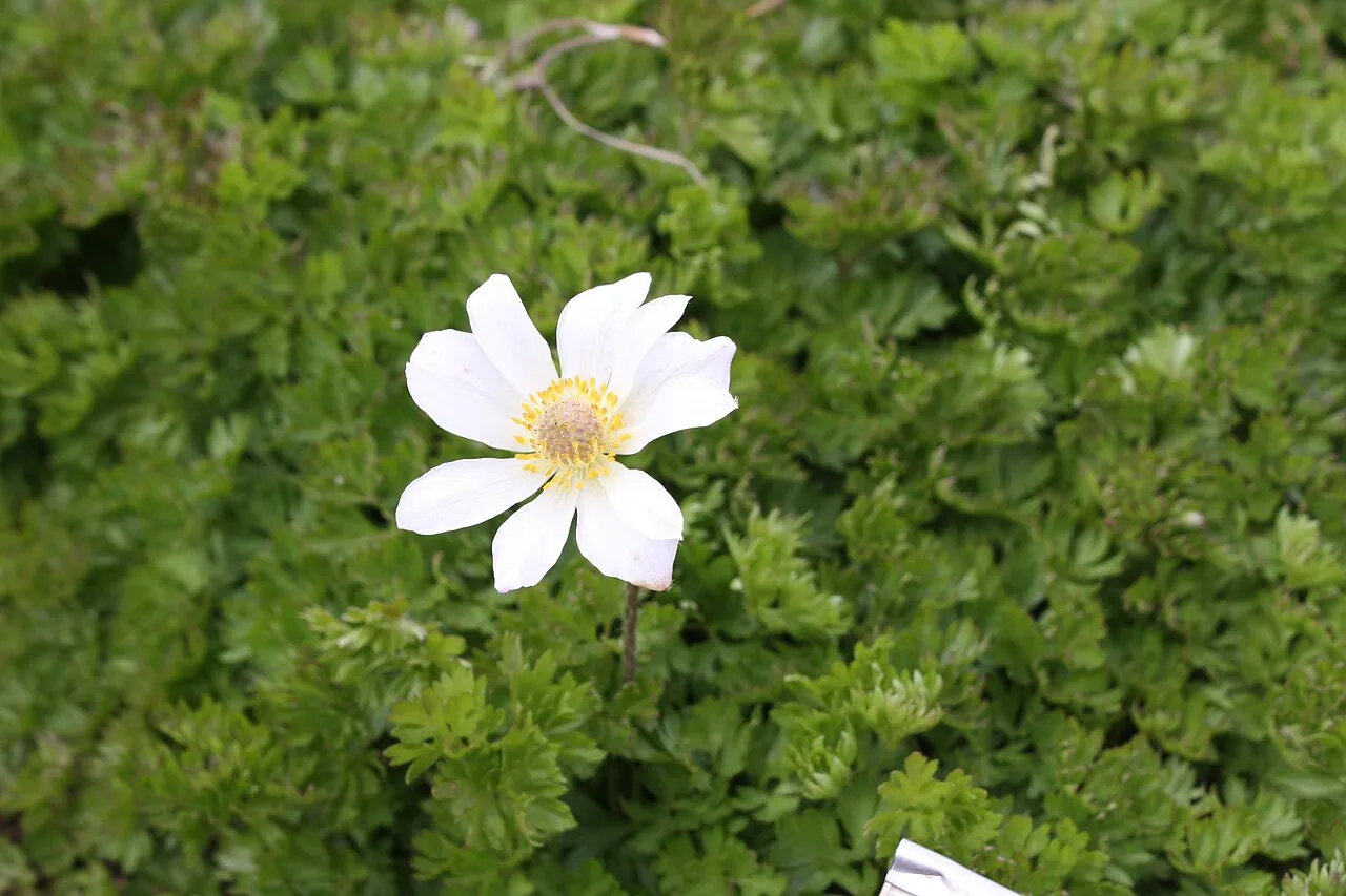 Reykjavík Botanical Garden