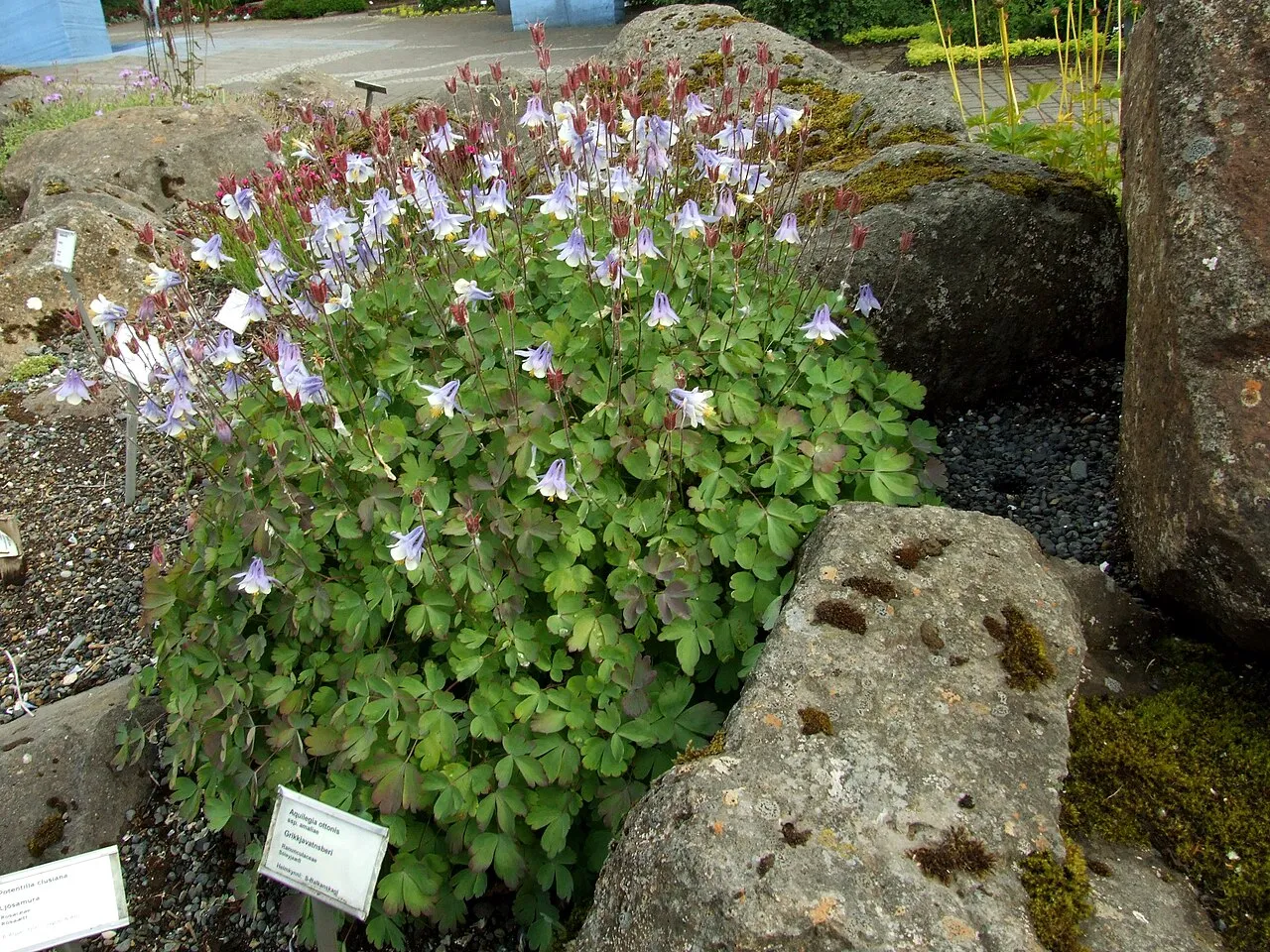 Reykjavík Botanical Garden